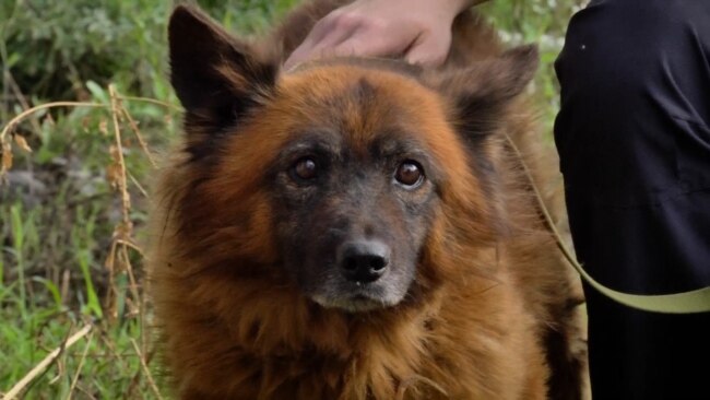 Ukrainians Risk Lives To Save Cats, Goats, And A Dog Named Crimea