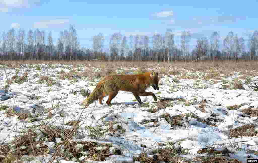 Лисиця в полі, всередині чорнобильської зони відчуження.