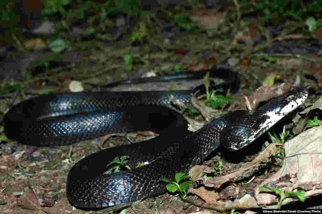 نام علمی: Zamenis persica، نام فارسی: مار موش خوار ايرانی، نام انگليسی: Persian Rat Snake، اندازه: طول کل ۱۰۶ و طول دم ۲۵ سانتیمتر، زيستگاه: اين مار در مناطق جنگلی، بوته زارها و علفزارها زندگی می کند، پراکندگی در ايران: استان‌های مازندران، گيلان، آذربايجان شرقی، آذربايجان غربی، اردبيل و گلستان، این مار غیرسمی است