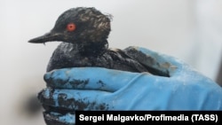 Птица, испачкавшаяся в нефтепродуктах после крушения танкеров в Керченском проливе, фотография из Краснодарского края
