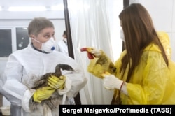 Женщины смывают нефть с птицы на автомойке, переоборудованной волонтерами в центр неотложной помощи в поселке Витязево