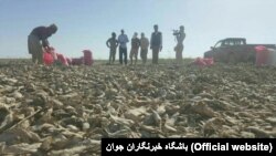 مرگ ماهی‌ها در هامون