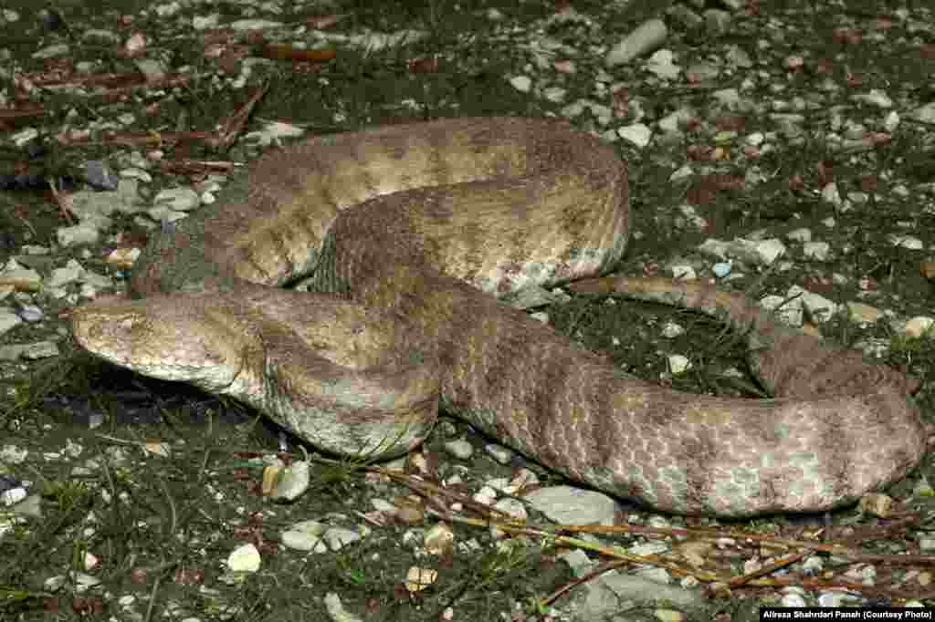 نام علمی: Macrovipera lebetina، نام فارسی: گرزه مار، نام انگليسی: Levantine Viper، پراکندگی در ايران: استان های آذربايجان شرقی، آذربايجان غربی، اردبيل، زنجان، مرکزی، تهران، البرز، کردستان، همدان، لرستان، کرمانشاه، خوزستان، اصفهان، فارس، گيلان، مازندران، گلستان، خراسان شمالی، خراسان رضوی، خراسان جنوبی، سمنان، قزوين، قم، يزد و کرمان. اندازه: طول کل ۱۶۸، زيستگاه: زيستگاه گرزه مار بسيار متنوع است، اين مار در ارتفاعات زندگی می کند، این مار سمی است