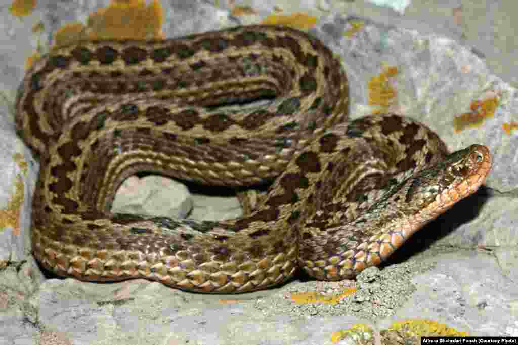 نام علمی: Vipera (Acridophaga) eriwanensis ، نام فارسی: افعی البرزی، نام انگليسی: Alborz viper، اندازه: طول کل ۶۵ و دم ۵ سانتيمتر، زيستگاه: اين مار يک گونه کوهستانی است، پراکندگی در ايران: استان های تهران، البرز، ‌قزوين، مازندران، زنجان، ‌آذربايجان شرقی و آذربايجان غربی، این مار سمی است