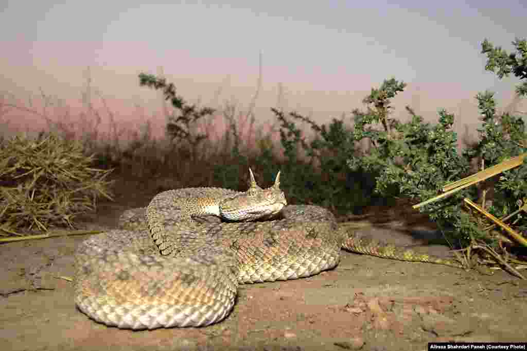 نام علمی: Cerastes gasperettii، نام فارسی: افعی شاخدار، نام انگليسی: Desert Horned Viper، اندازه: طول کل ۷۵ سانتیمتر، زيستگاه: اين مار در زيستگاه های بيابانی و نيمه بيابانی يافت می شود، پراکندگی در ايران: استان خوزستان، اين مار را با دو فرم شاخدار و بدون شاخ می توان مشاهده کرد، این مار سمی است